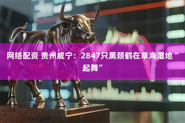 网络配资 贵州威宁：2847只黑颈鹤在草海湿地“起舞”