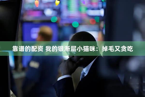 靠谱的配资 我的银渐层小猫咪：掉毛又贪吃