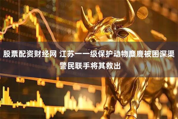 股票配资财经网 江苏一一级保护动物麋鹿被困深渠 警民联手将其救出